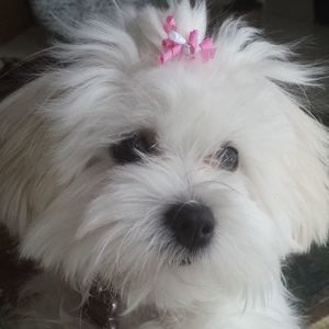 Meet your Posher, Cheryl